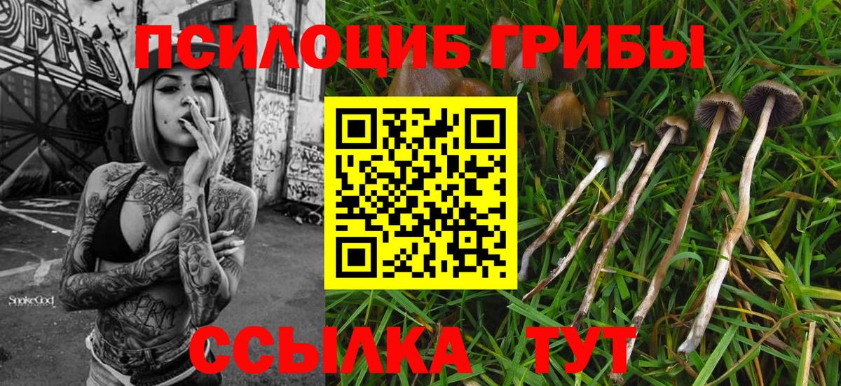 Псилоцибиновые грибы GOLDEN TEACHER Бердск